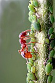 COMMON RED ANT,  MYRMICA RUBRA,  WITH A DROP OF HONEYDEW