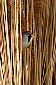 BEARDED TIT LOOKING OUT OF REEDS