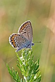 SILVER STUDDED BLUE (PLEBEJUS ARGUS) MALE AT REST ON FLOWER