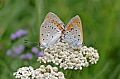 LARGE COPPER (LYCAENA DISPAR) BUTTERFLY MATED PAIR