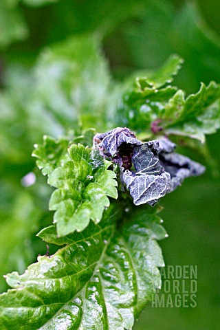 TORTRIX_MOTH_CATERPILLARS_MAKE_A_TENT_FROM_LEAVES_AND_FEED_INSIDE