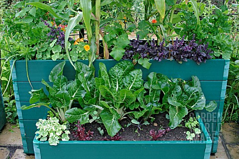 PATIO_PLANTERS_WITH_MIXED_VEGETABLES_IN_AUGUST