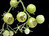 BLOSSOM END ROT ON GREEN TOMATO TRUSS