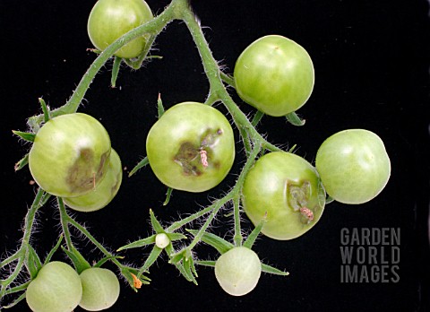 BLOSSOM_END_ROT_ON_GREEN_TOMATO_TRUSS