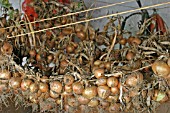 ONIONS (ALLIUM CEPA) DRYING UNDER COVER IN SHED