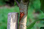 STAKE DAMAGE TO TREE BY RUBBING