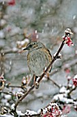 HEDGE SPARROW (PRUNELA MODULARIS) ON SNOW COVERED BRANCH