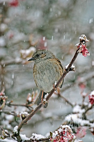 HEDGE_SPARROW_PRUNELA_MODULARIS_ON_SNOW_COVERED_BRANCH