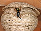 WASP (DOLCHIVESPULA MEDIA) SOCIAL WASP ADULT ON OUTSIDE OF NEST