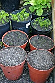 GROWING CARROTS IN POTS FOR SUCCESSION
