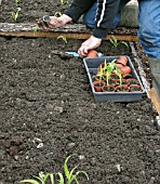 TRANSPLANTING SWEET CORN USE A CRAWLING BOARD TO AVOID COMPRESSING THE SOIL