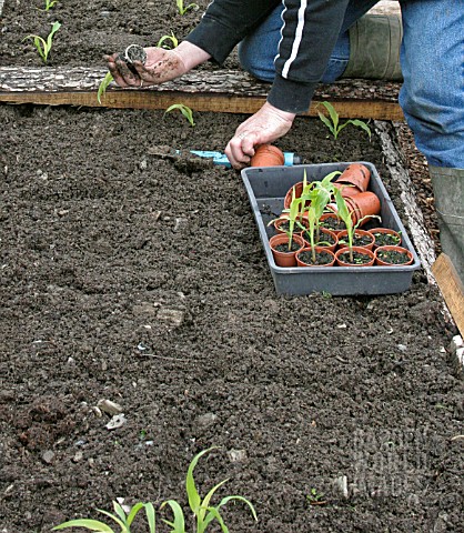 TRANSPLANTING_SWEET_CORN_USE_A_CRAWLING_BOARD_TO_AVOID_COMPRESSING_THE_SOIL