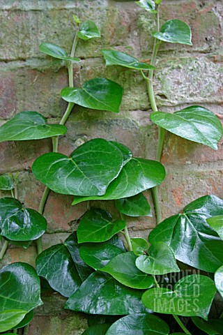 HEDERA_COLCHICA_DENDROIDES