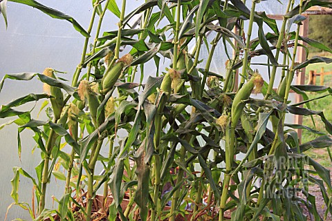 SWEETCORN_GROWING_IN_POLY_TUNNEL