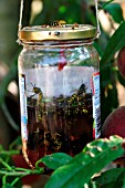 WASP TRAP,  WATER AND JAM IN JAM JAR