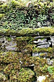 MOSSES AND FERNS GROWING ON OLD STONE WALL