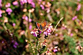 SMALL COPPER BUTTERFLY (LYCAENA PHAEAS) ON HEATHER
