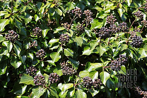 HEDERA_HELIX_PLANT_WITH_RIPE_BERRIES