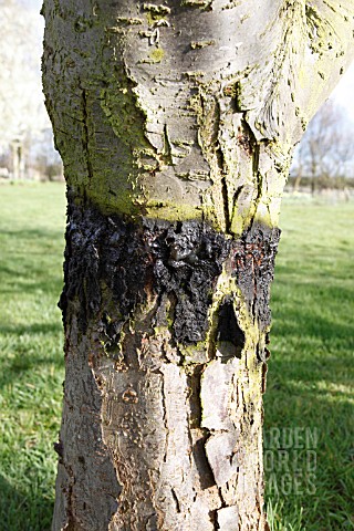 A_BAND_OF_GREASE_TO_FRUIT_TREE_TRUNKS_TO_PROTECT_FROM_CODLING_MOTH