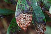 PHYTOPHTHORA KERNOVIAE LEAF TIP NECROSIS ON RHODODENDRON