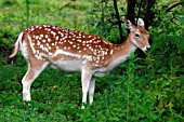 SPOTTED DEER,  CERVIS AXIS,  BROWSING,  SIDE VIEW