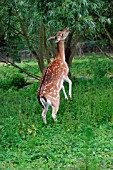 SPOTTED DEER,  CERVIS AXIS,  BROWSING WILLOW,  SIDE VIEW