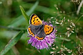 SMALL COPPER BUTTERFLY FEEDING ON KNAPWEED