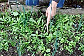 USING HAND CHROME TO LOOSEN WEEDS BETWEEN LEEKS IN RAISED BED