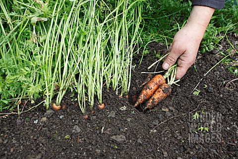 CARROTS_IN_RAISED_BED