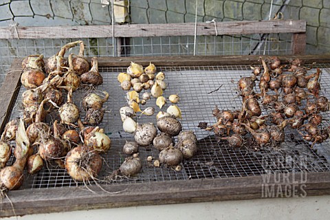 GARLIC_ONIONS_AND_SHALLOTS_DRYING_ON_WIRE_MESH