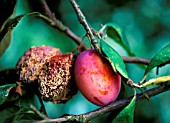 BROWN ROT ON PLUM,  SCLEROTINA FRUCTOSA,  VIC PLUMS WITH BROWN ROT