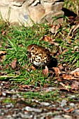 SONG THRUSH LOOKING FOR FOOD