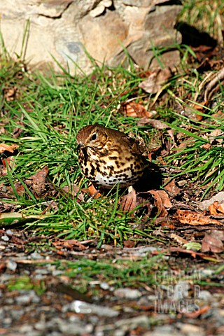 SONG_THRUSH_LOOKING_FOR_FOOD