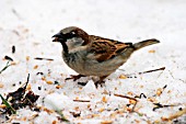 HOUSE SPARROW (MALE) IN SNOW