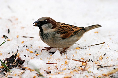 HOUSE_SPARROW_MALE_IN_SNOW