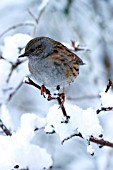 HEDGE SPARROW IN SNOW