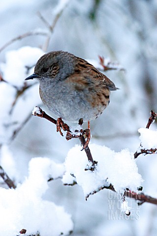HEDGE_SPARROW_IN_SNOW