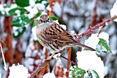 HEDGE SPARROW ON SNOW COVERED BRANCH