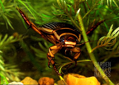 GREAT_DIVING_BEETLE_FEMALE__DYSTICUS_MARGINALIS__ON_ATTACK_FRONT_VIEW