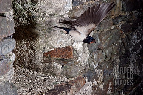 SWALLOW_HIRUNDO_RUSTICA_FLYING_OUT_OF_BARN