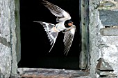 SWALLOW (HIRUNDO RUSTICA) FLYING OUT OF BARN