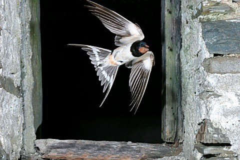 SWALLOW_HIRUNDO_RUSTICA_FLYING_OUT_OF_BARN
