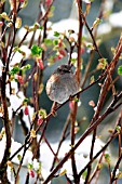 HEDGE SPARROW ON BRANCH  IN SNOW