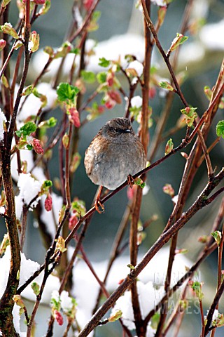 HEDGE_SPARROW_ON_BRANCH__IN_SNOW