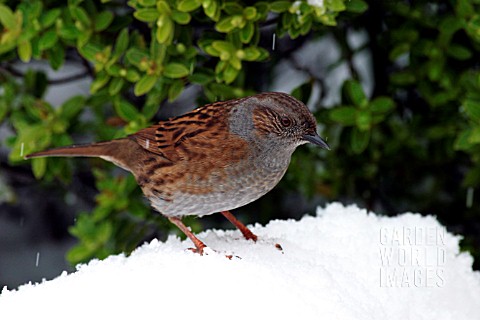 HEDGE_SPARROW_IN_SNOW