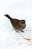 HEDGE SPARROW EATING SEEDS IN SNOW