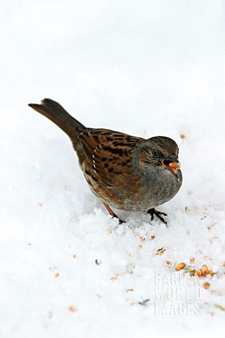 HEDGE_SPARROW_EATING_SEEDS_IN_SNOW