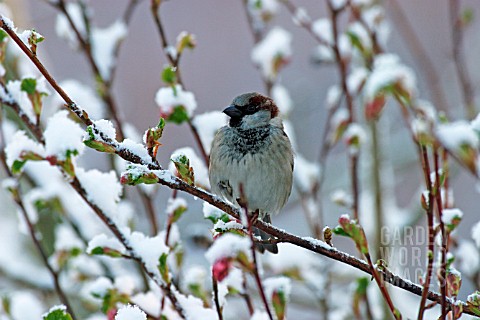HOUSE_SPARROW_MALE_ON_BRANCH_IN_SNOW