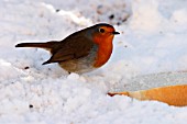 ROBIN EATING BREAD IN SNOW