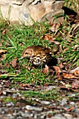 SONG THRUSH LOOKING FOR FOOD IN GRASS
